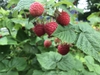 Rubus idaeus