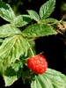 Raspberry