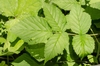 Compound leaves