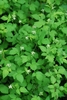 Leaves and flowers Trifoliate