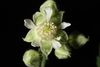White flower close-up (Monroe County, NY)-Late Spring