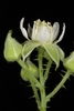 Side view of flower (Monroe County, NY)-Late Spring