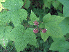 Rubus odoratus