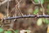 Stem with prickles (Brighton, NY)-Mid Fall