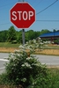 Form in bloom (Guilford County, NC)-Mid Spring