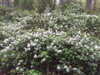 Form in bloom