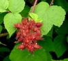 Rubus phoenicolasius