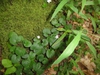 Rubus repens