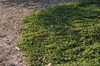 Form