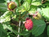 Fruit