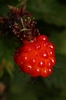 Fruit