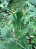 Rudbeckia laciniata