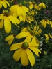 Rudbeckia laciniata