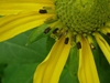 Rudbeckia laciniata