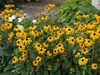 Rudbeckia fulgida var. sullivantii 'Goldsturm'