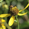 Rudbeckia lanciniata