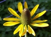 Rudbeckia maxima