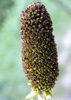 Rudbeckia maxima