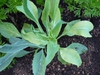 Rudbeckia maxima