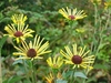 A daisy flower with rolled or quilled ray florets.