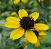 Rudbeckia triloba