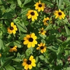 Form