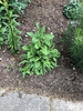 Rudbeckia Hirta