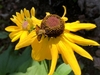 Yellow disk like flowet with brown center
