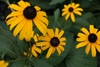 Close up of flower