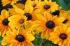 Rudbeckia Hirta