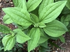 Rudbeckia submentosa