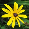 A daisy flower with yellow rays and dark disk.