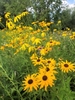 Daisy flowers with yellow rays and dark disk.