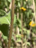 Stem
