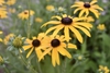 Flowers & Bud - Summer -Wake Co., NC