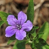 Ruellia caroliniensis