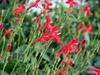 Ruellia elegans