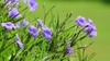 Ruellia simplex