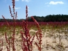 Rumex hastatulus