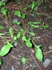 Rumex acetosella