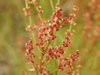 Rumex acetosella