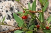 Rumex acetosella