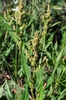 Rumex acetosella