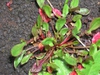 Rumex acetosella