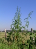 Form
