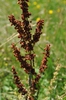 Seed head