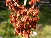Seeds