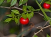 Ruscus aculeatus