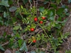 Ruscus aculeatus