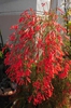 Russelia-equisetiformis
